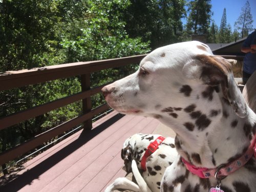 Dixie and Lucky on the deck